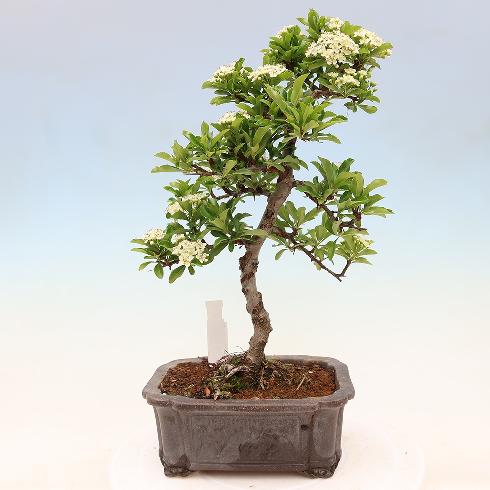 Buitenbonsai - Pyracantha teton - Vuurdoorn