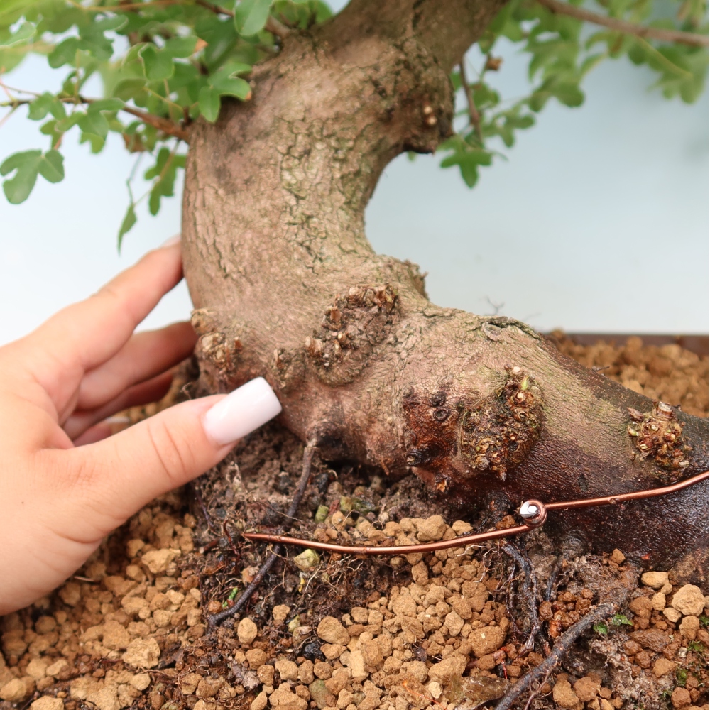 Bonsai voor buiten -Javor babyka - Acer campestre
