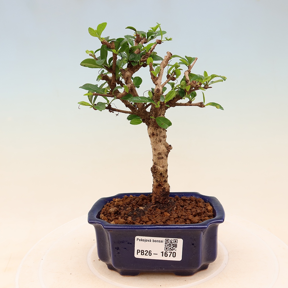 Kamerbonsai - Carmona macrophylla - Thee fuki
