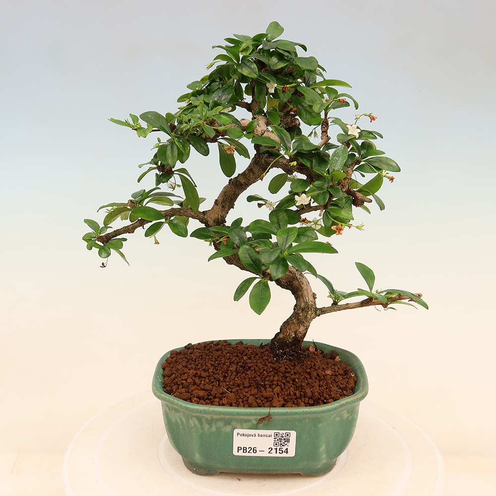 Kamerbonsai - Carmona macrophylla - Thee fuki
