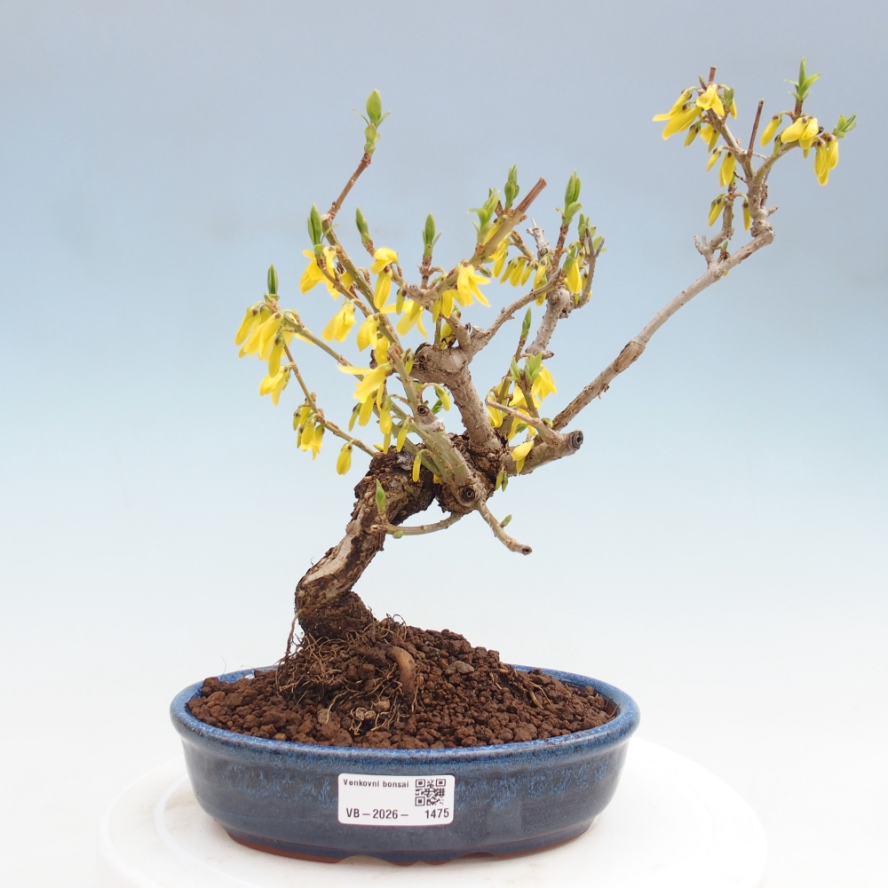 Bonsai voor buiten - Zlatice - Forsythia koreana