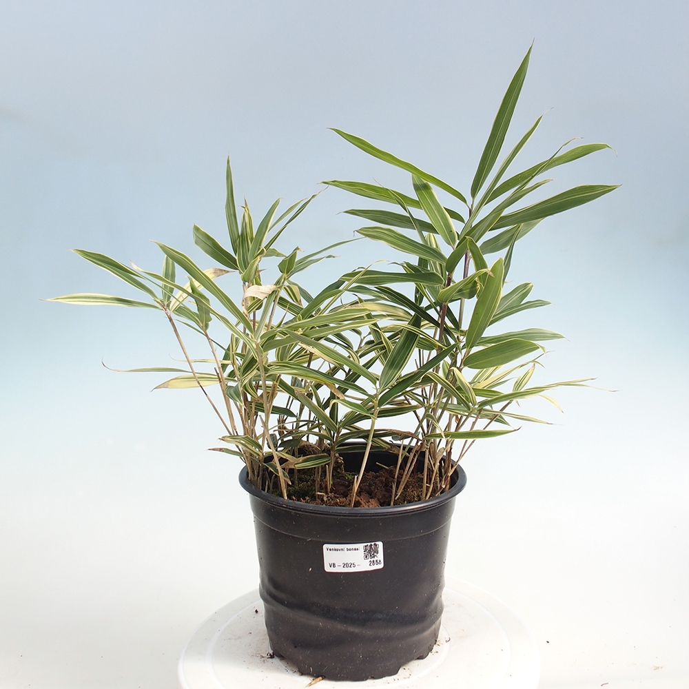 Bonsai voor buiten - Sasaella masamuneana Albostriata - Bamboe
