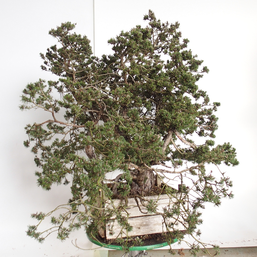 Yamadori - Pinus sylvestris Spanje