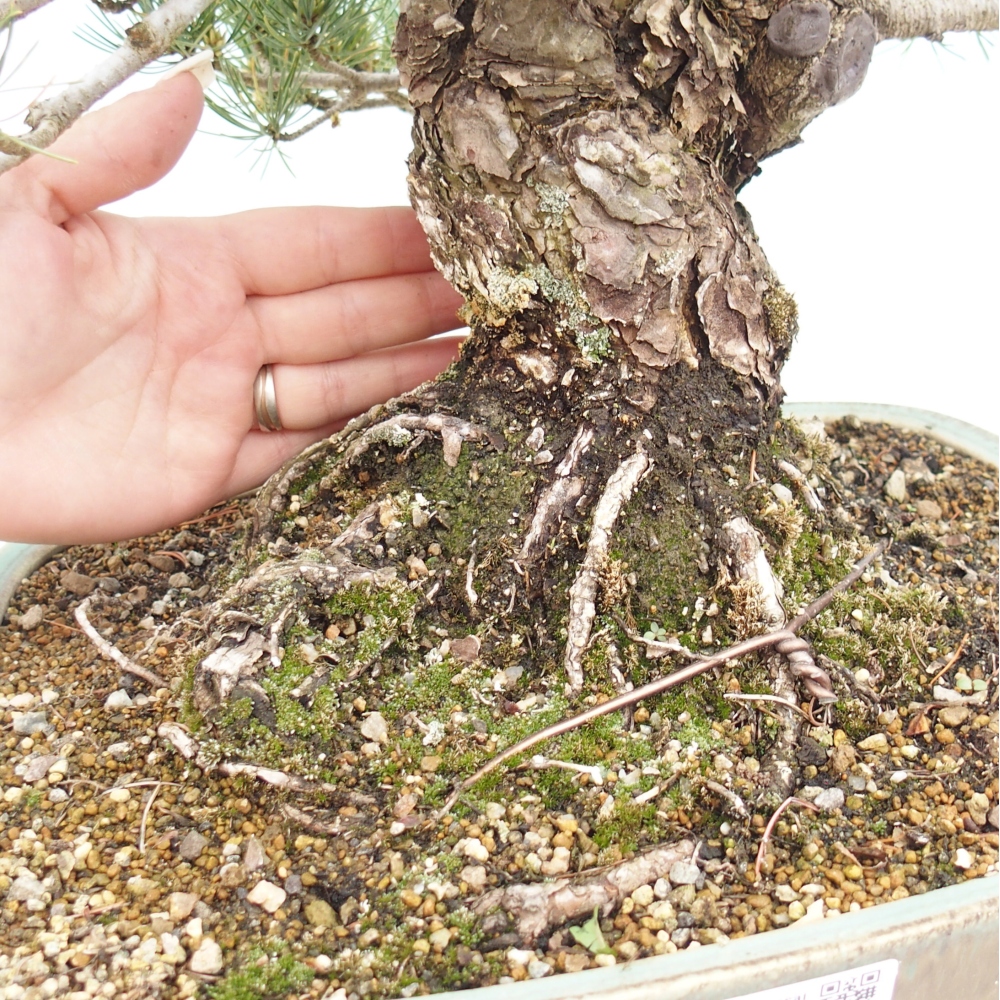 Bonsai voor buiten - Pinus parviflora - Pinus parviflora