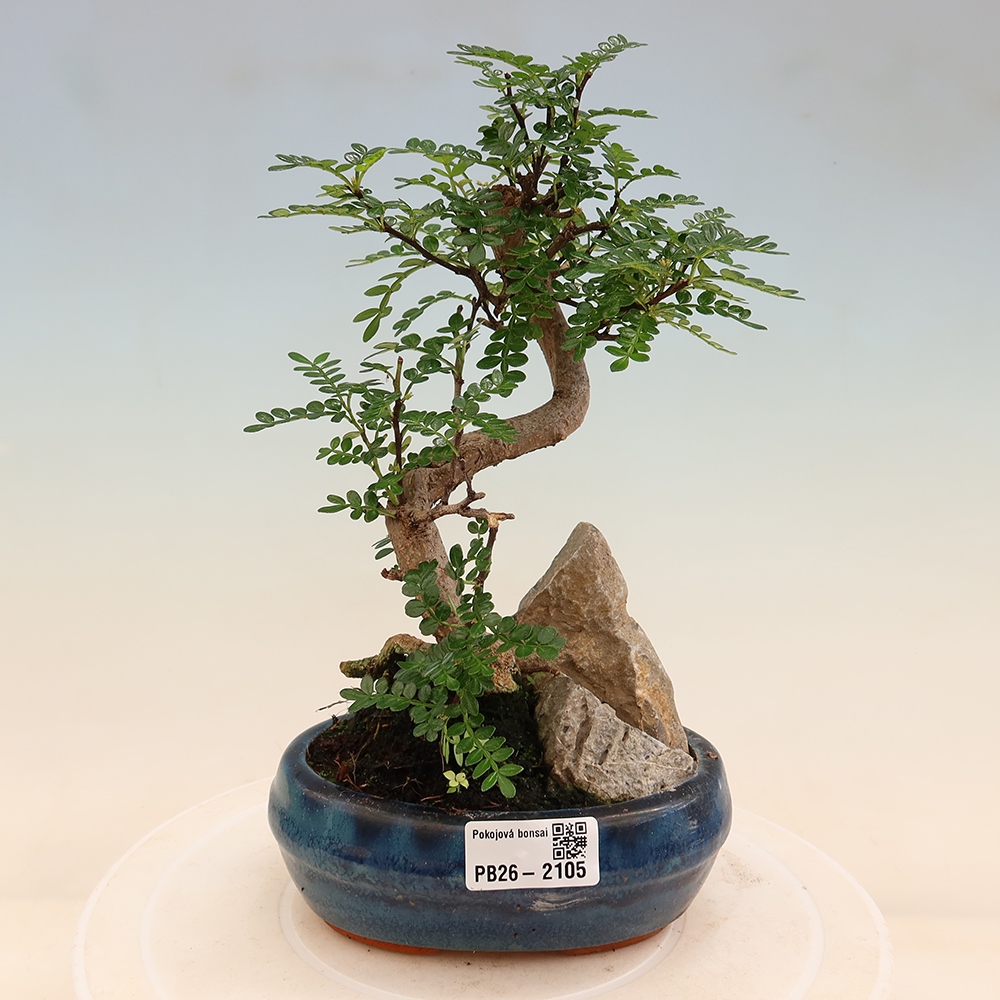 Kamerbonsai - Zantoxylum piperitum - peperboom