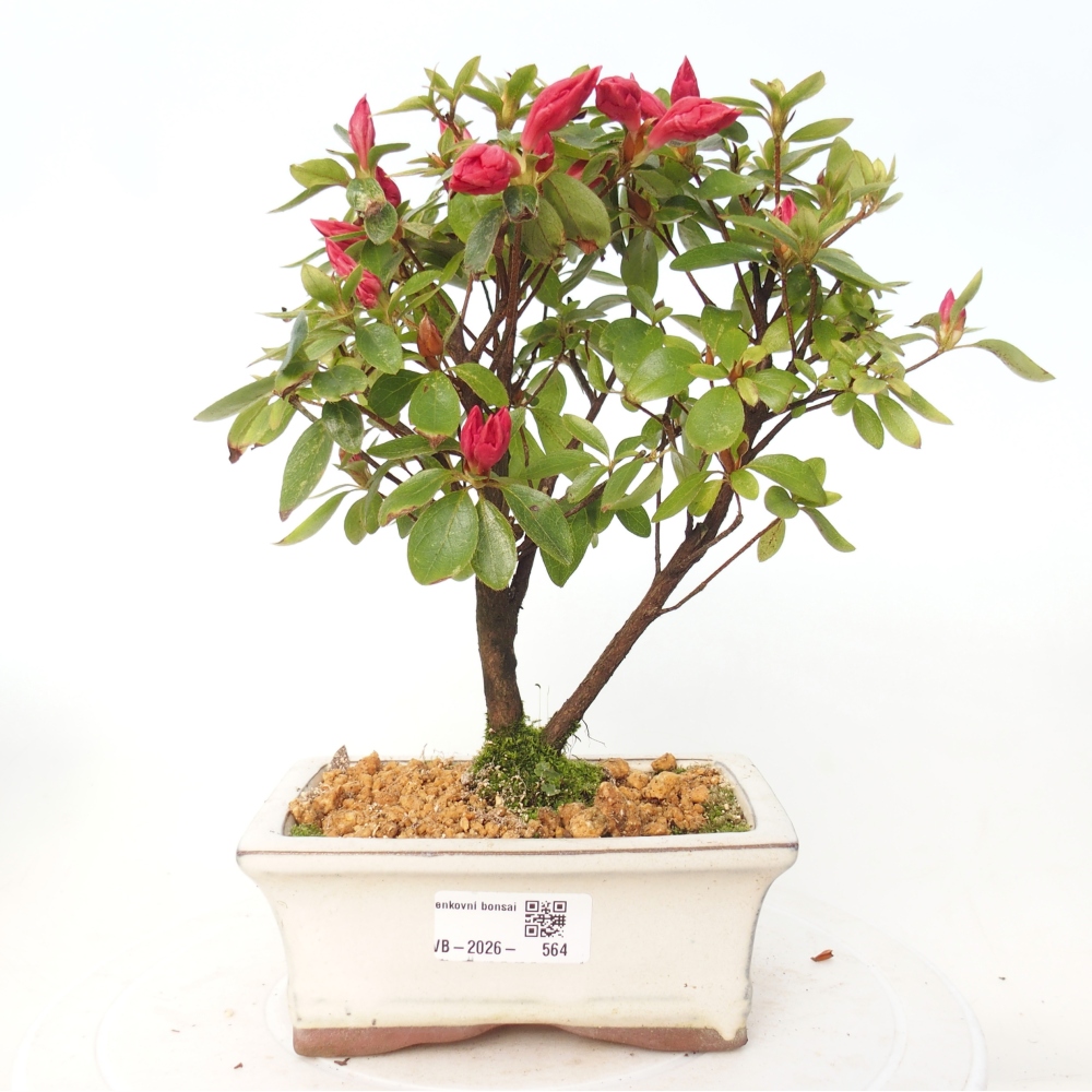 Bonsai voor buiten - Japanse azalea - Azalea sp.