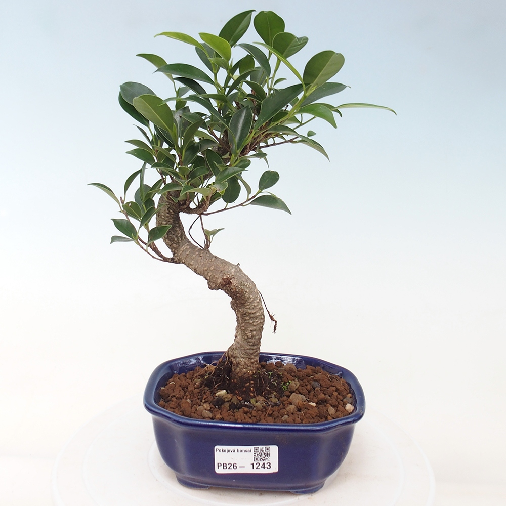 Kamerbonsai - Ficus retusa - kleinbladige ficus