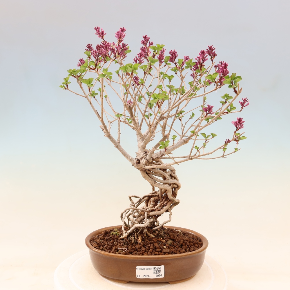 Bonsai voor buiten - Syringa microphylla - kleinbloemige sering
