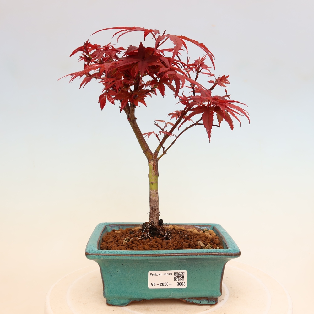 Buitenbonsai - Palmbladige esdoorn  - Acer palmatum Berry Broom 