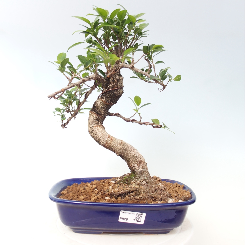 Kamerbonsai - Ficus kimmen - kleinbladige ficus
