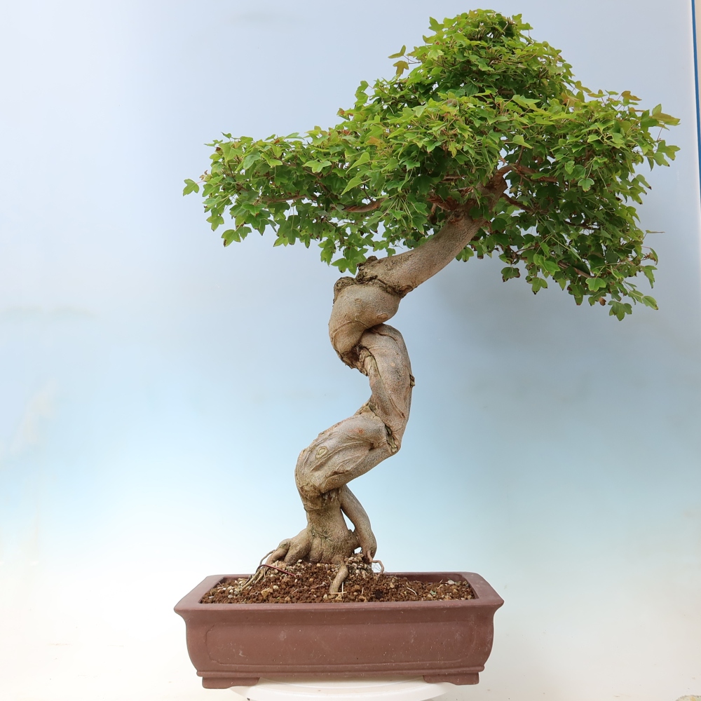 Bonsai voor buiten - Acer Buergerianum - Burgeresdoorn