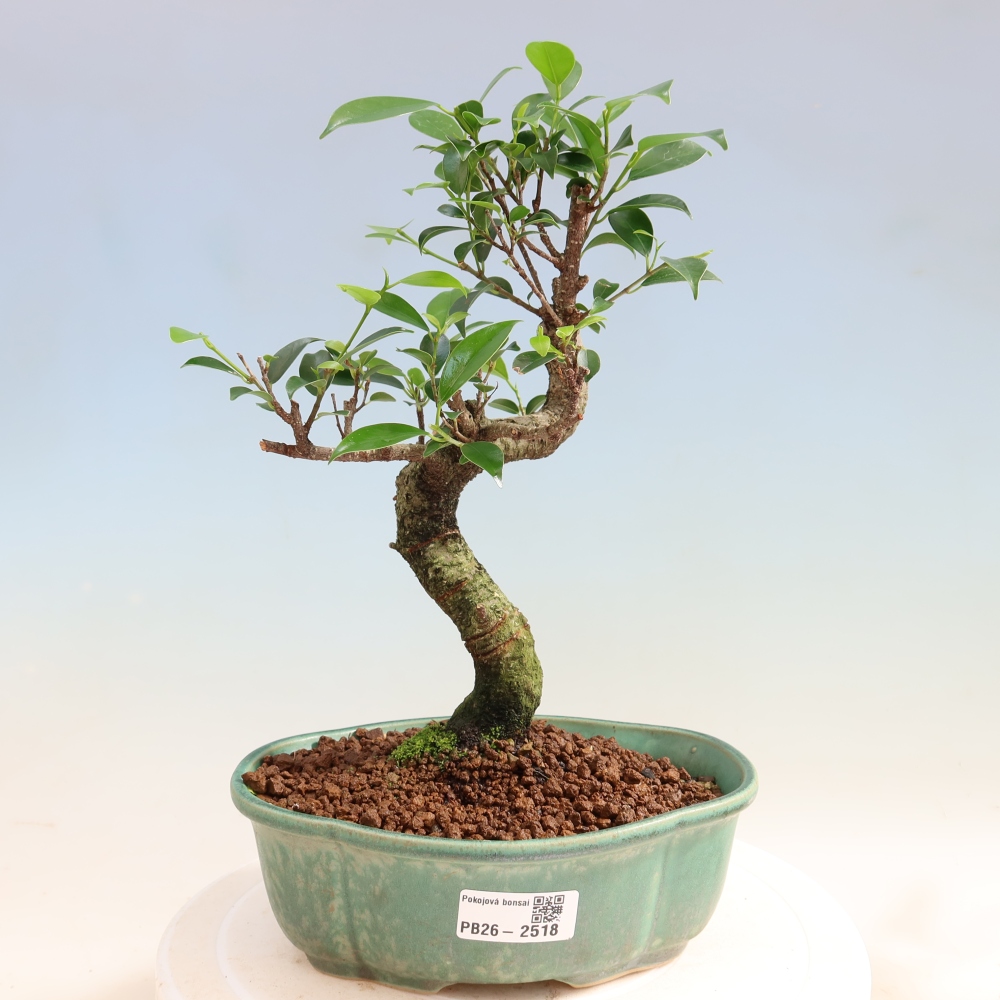 Kamerbonsai - Ficus retusa - kleinbladige ficus