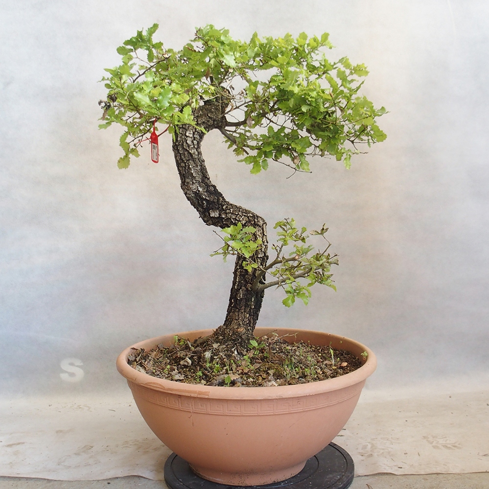 Buiten bonsai Quercus Cerris - Eik Cer