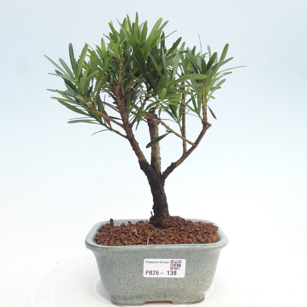 Kamerbonsai - Podocarpus - Taxus