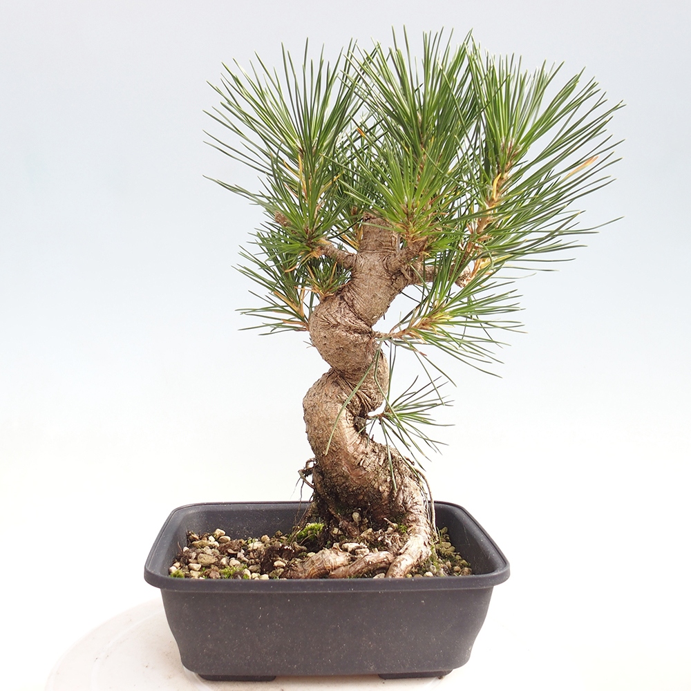Bonsai voor buiten - Pinus thunbergii - Thunberg den