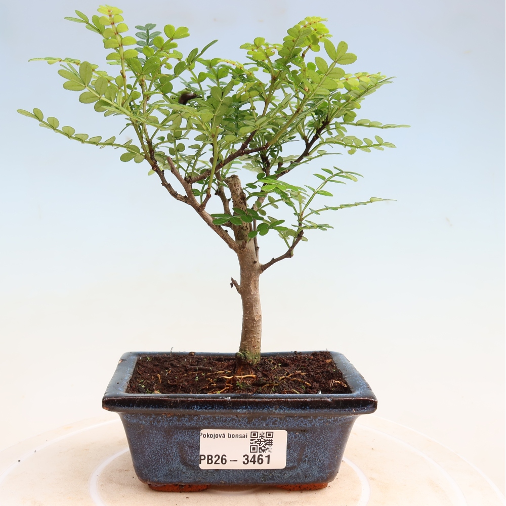 Kamerbonsai - Zantoxylum piperitum - peperboom