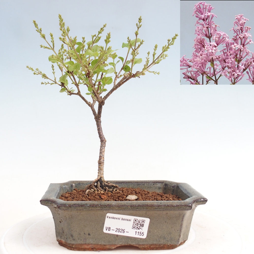 Bonsai voor buiten - Syringa Meyeri Palibin - Meyersering