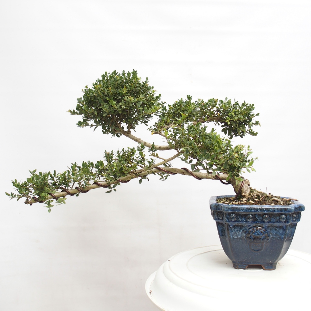 Kamerbonsai - Ilex crenata - Hulst