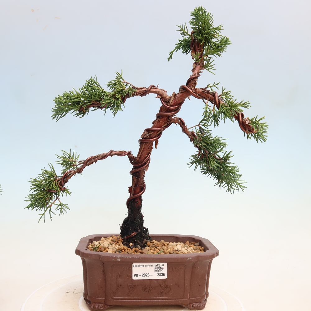 Bonsai voor buiten - Juniperus chinensis Kishu