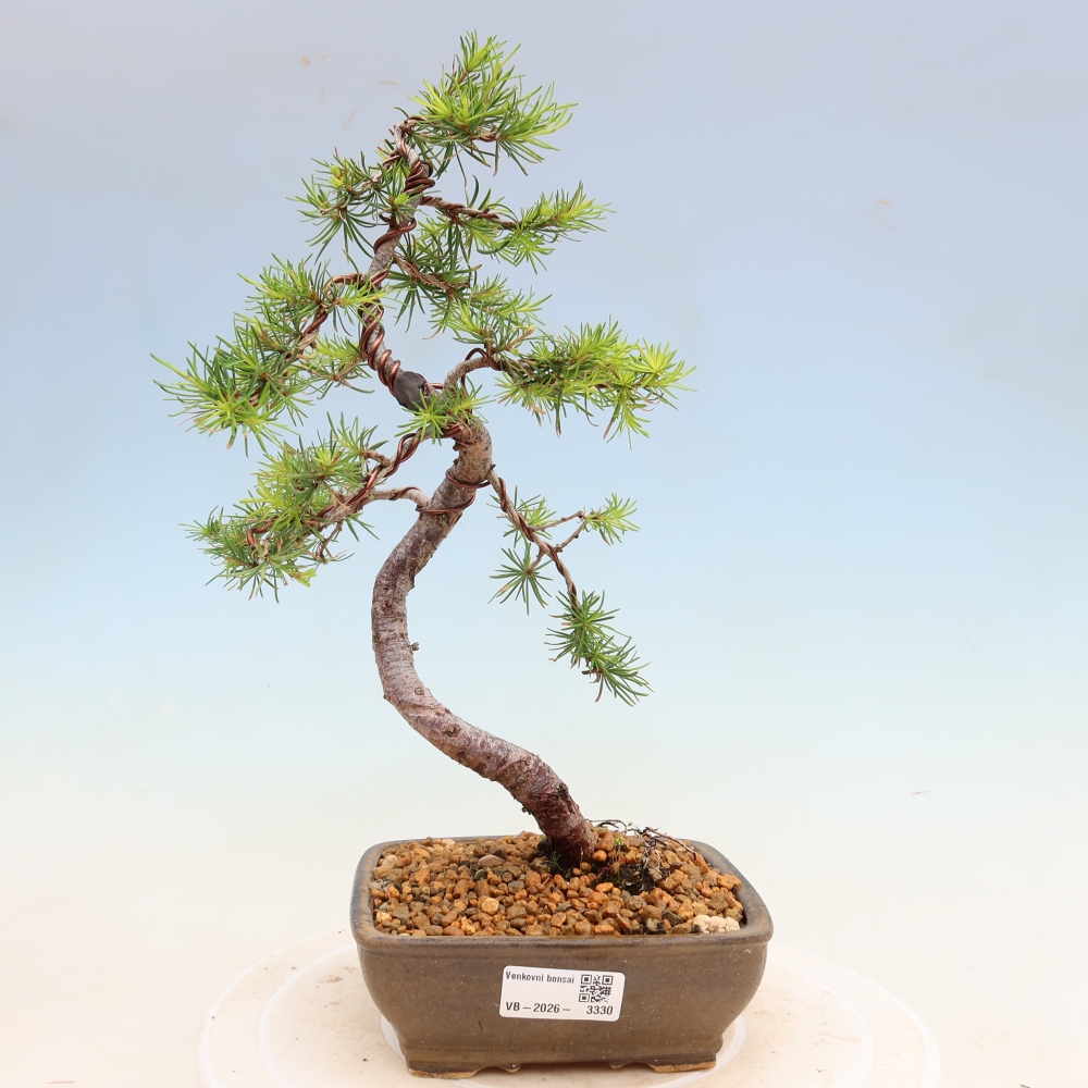 Bonsai voor buiten -Larix decidua - Lariks