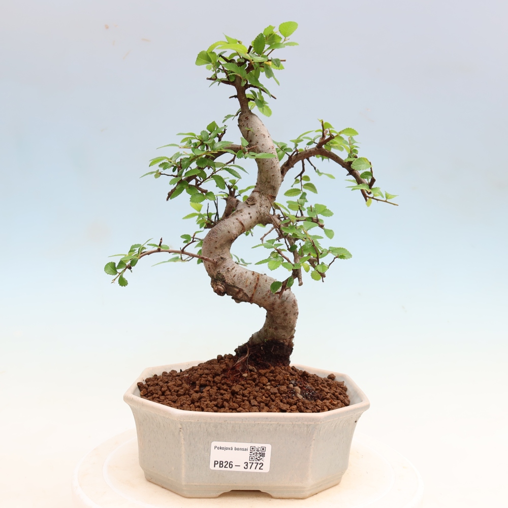 Kamerbonsai - Ulmus parvifolia - Winteriep