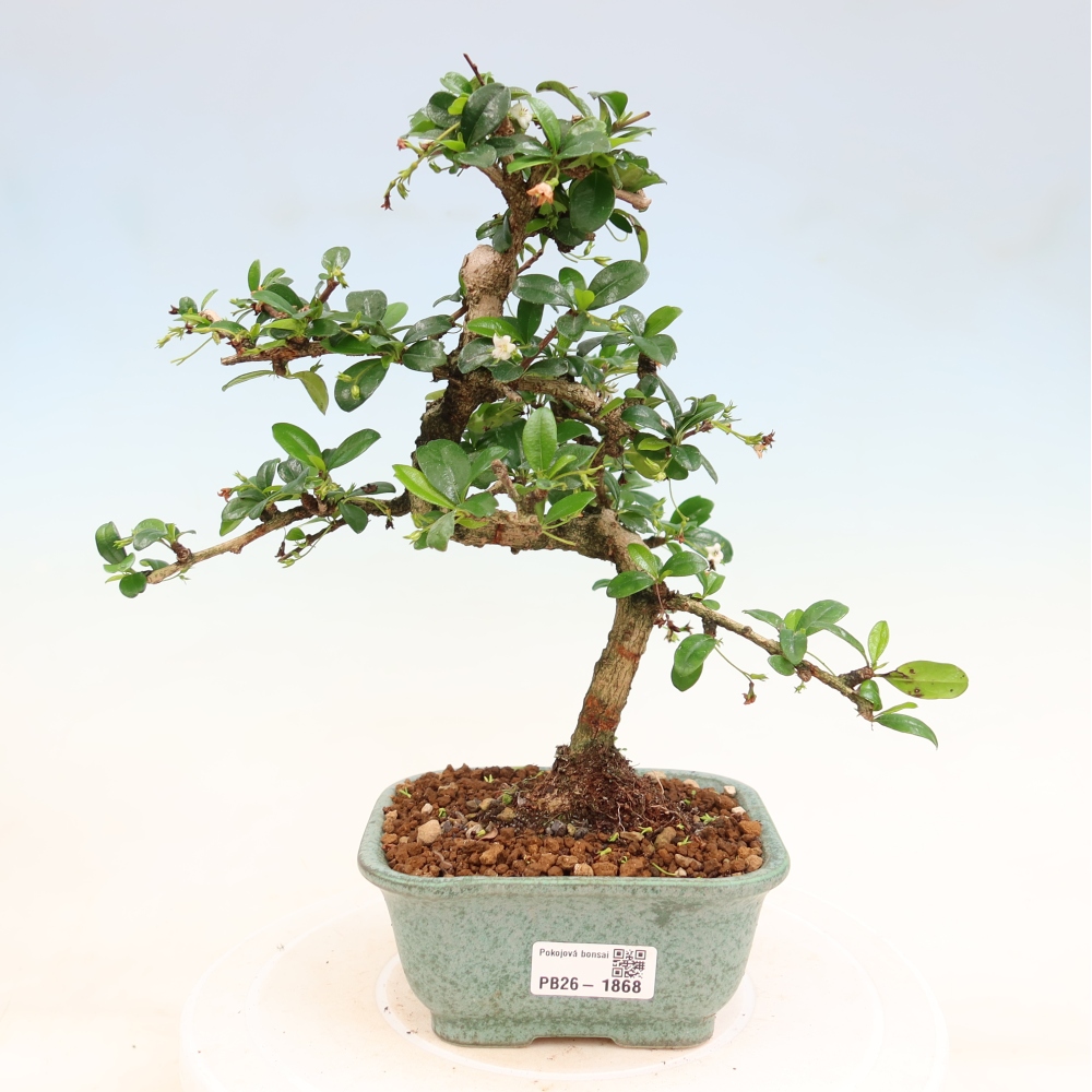 Kamerbonsai - Carmona macrophylla - Thee fuki