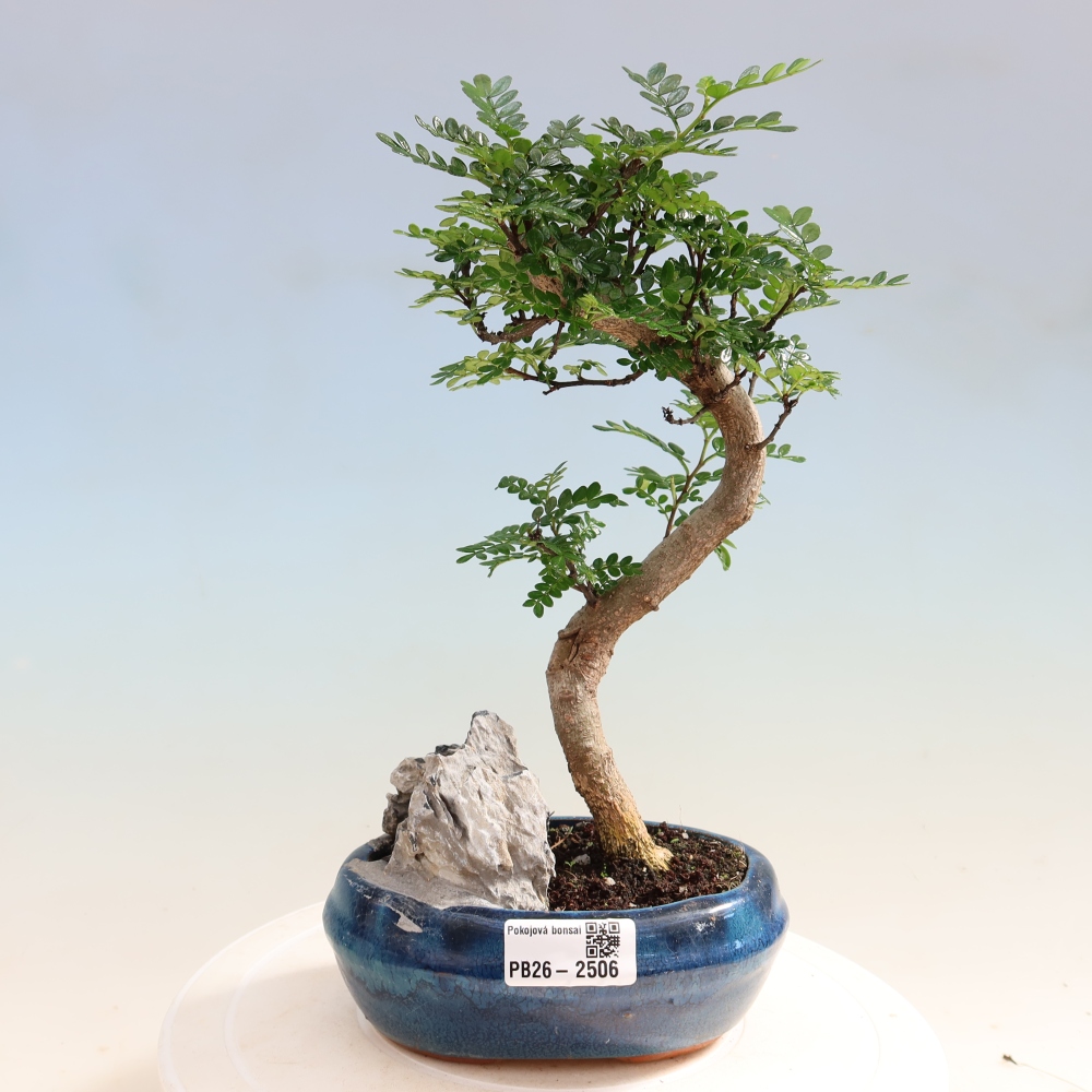 Kamerbonsai - Zantoxylum piperitum - peperboom
