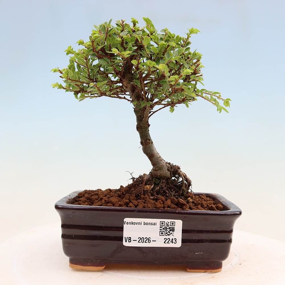 Bonsai voor buiten - Ulmus parvifolia Sagei - Kleinbladige iep