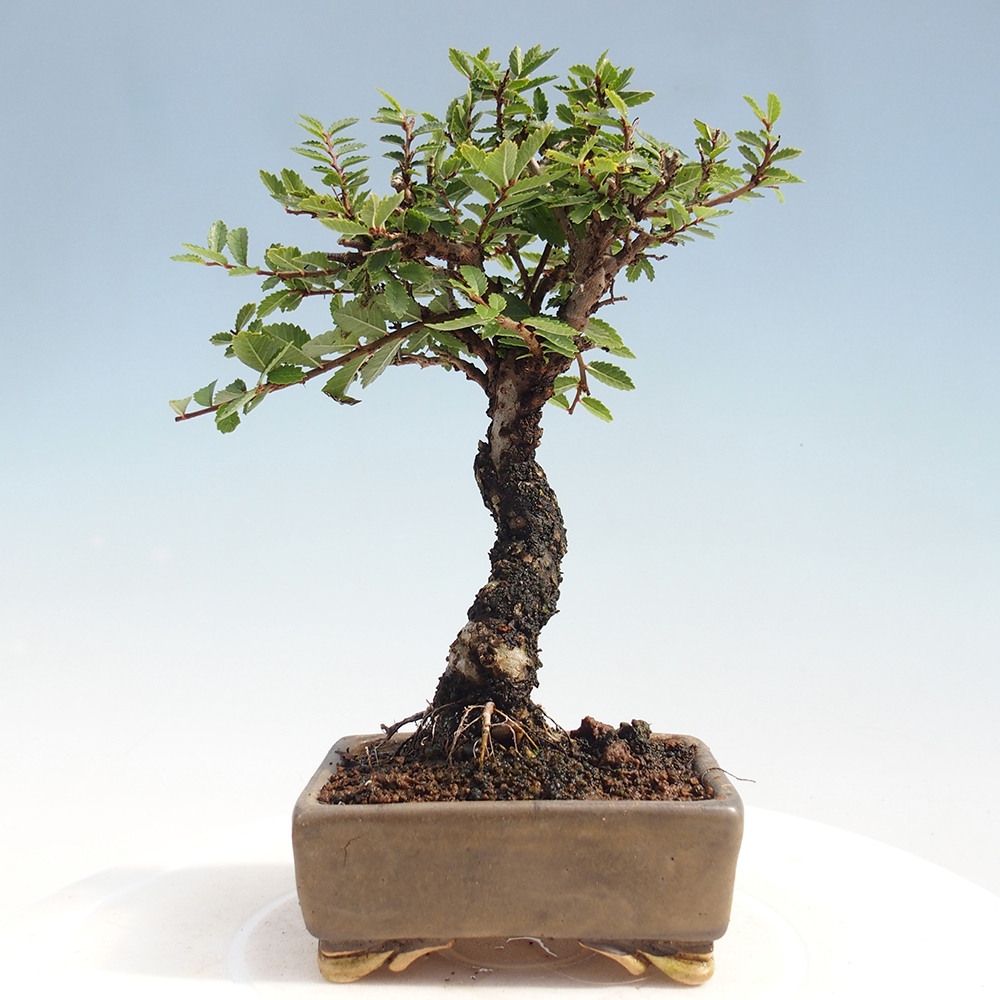 Bonsai voor buiten - Zelkova - Zelkova NIRE