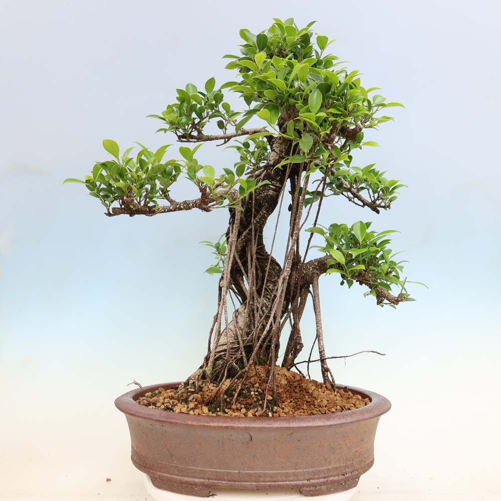 Kamerbonsai - Ficus kimmen - kleinbladige ficus