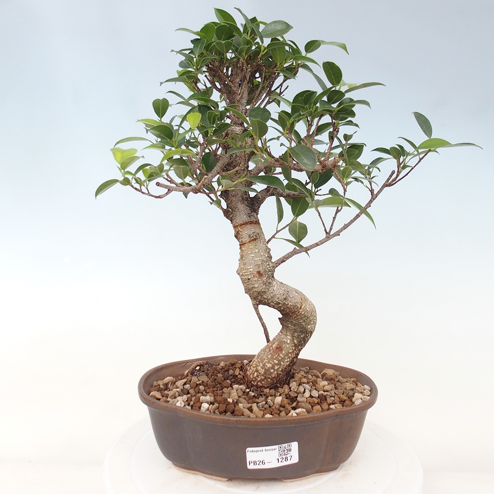 Kamerbonsai - Ficus retusa - kleinbladige ficus