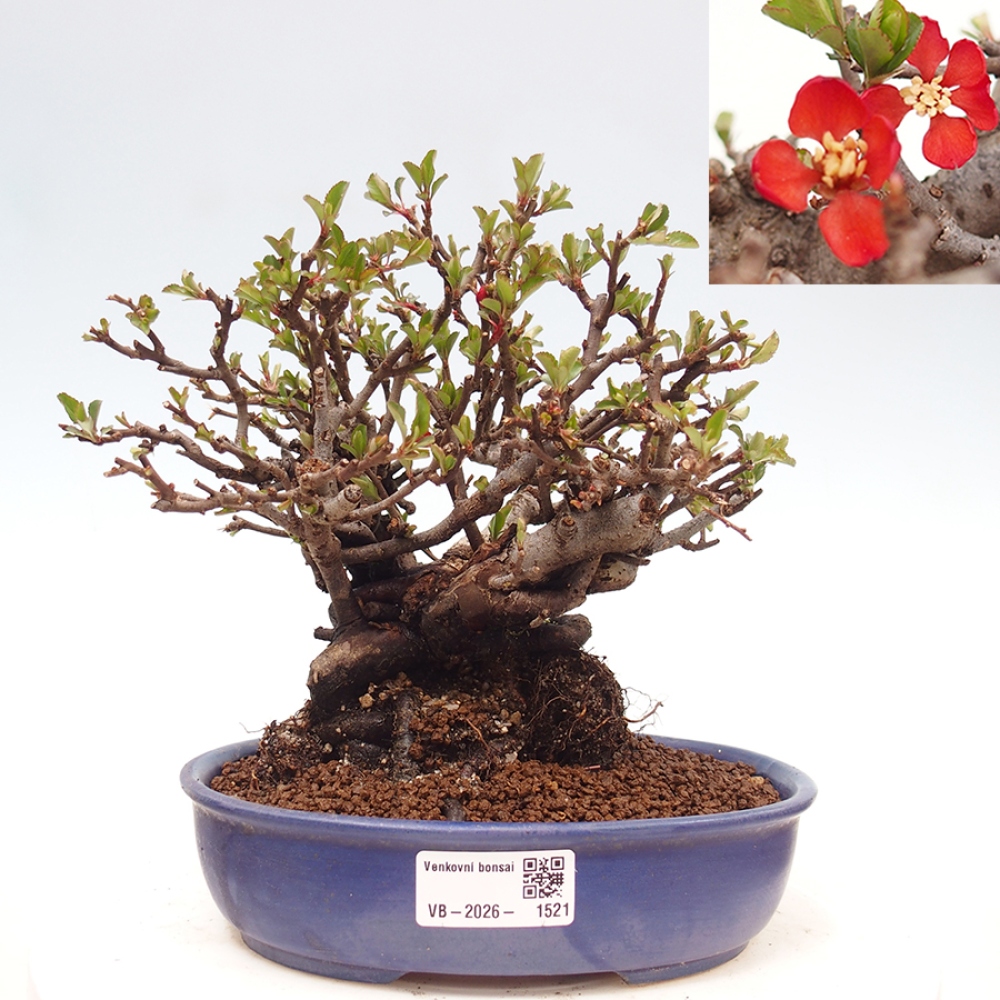 Bonsai voor buiten - Chaneomeles speciosa - Kweepeer