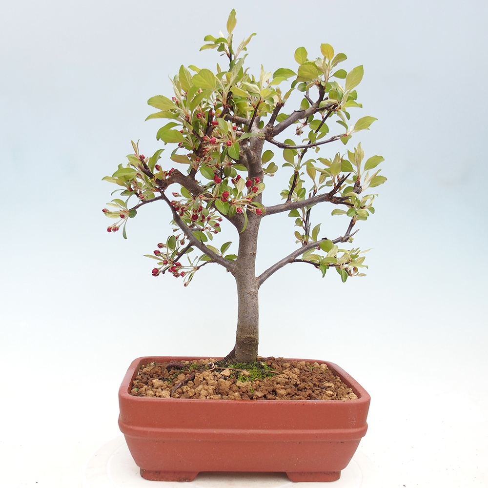 Bonsai voor buiten -Malus domestica - Roodbladige appelboom met kleine vruchten