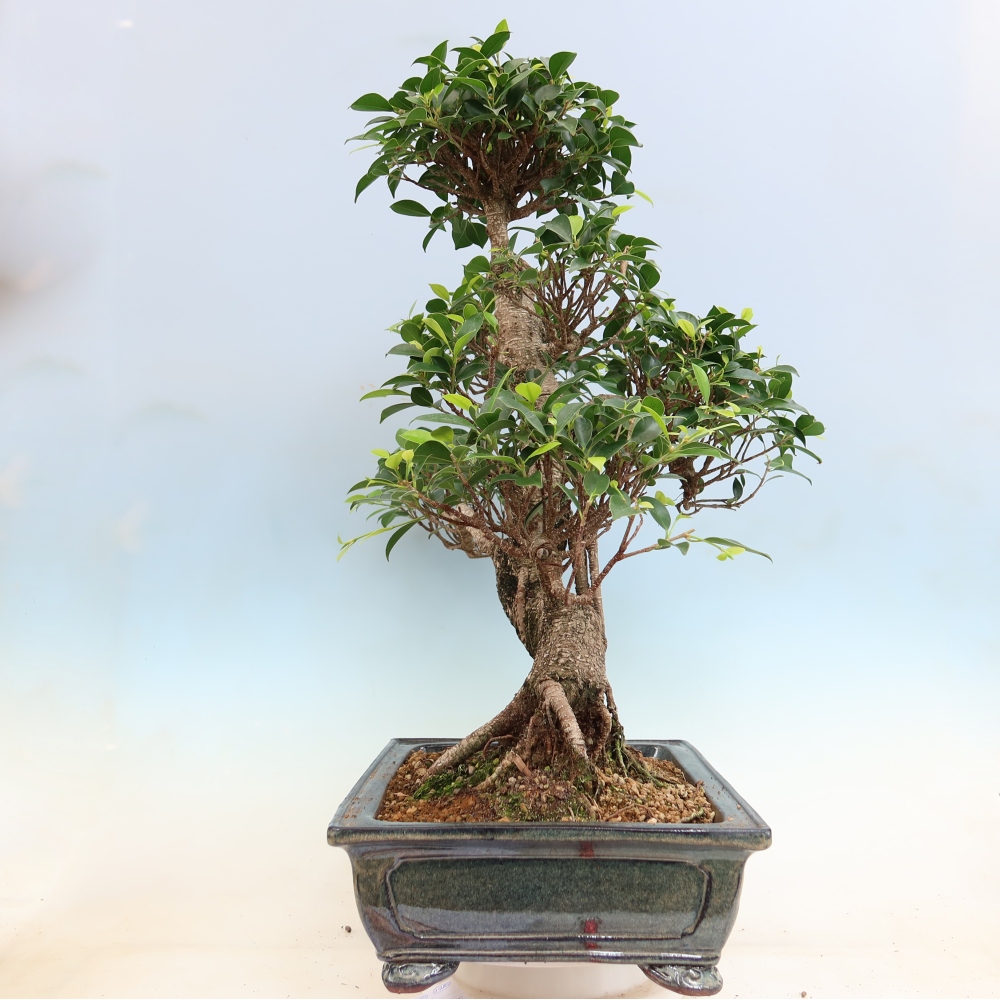 Kamerbonsai - Ficus kimmen - kleinbladige ficus