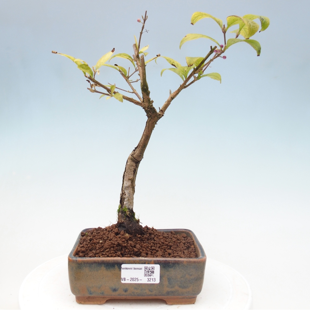 Bonsai voor buiten - Callicarpa japonica