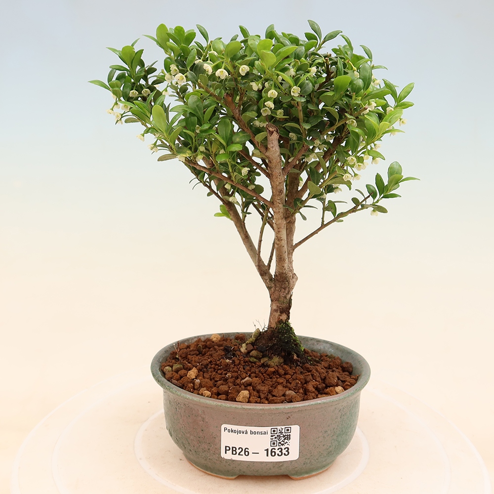 Kamerbonsai - Ilex crenata - Hulst