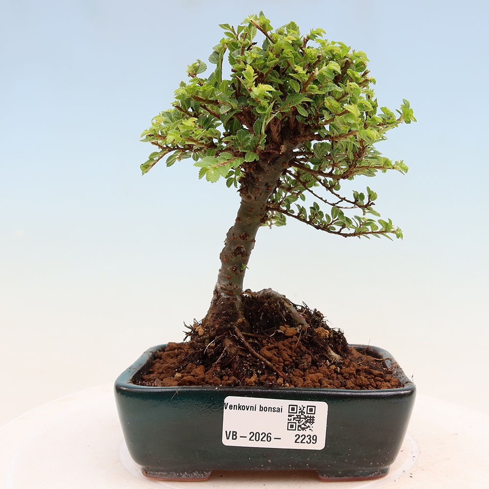 Bonsai voor buiten - Ulmus parvifolia Sagei - Kleinbladige iep