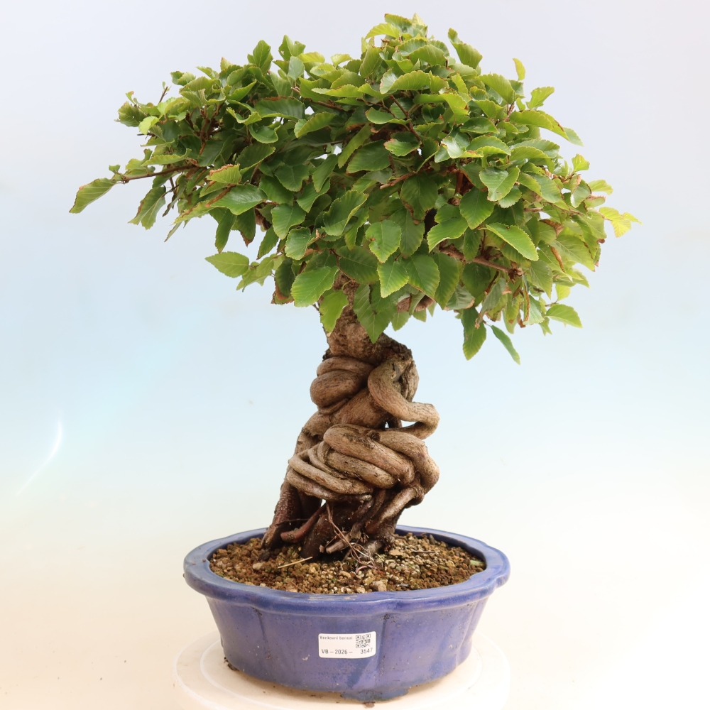 Bonsai voor buiten -Carpinus CARPINOIDES - Koreaanse haagbeuk