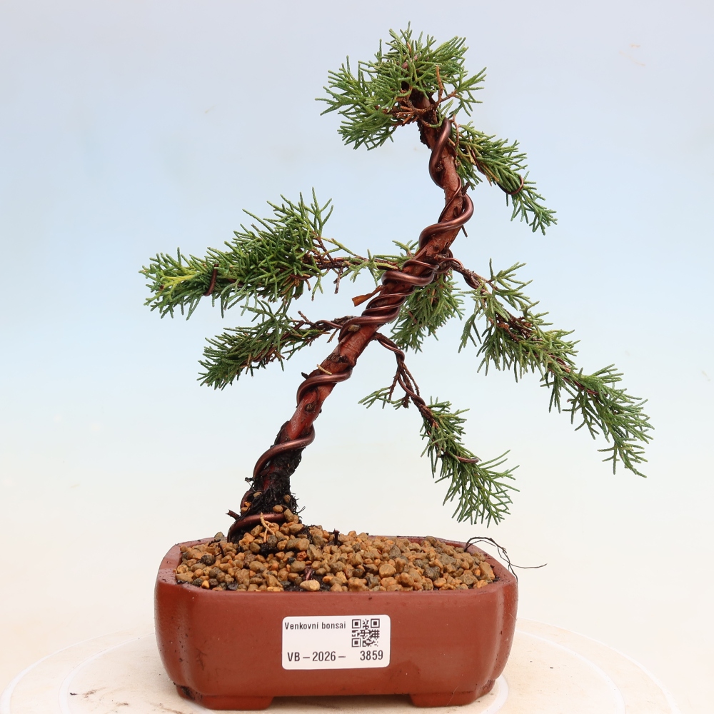 Bonsai voor buiten - Juniperus chinensis Kishu