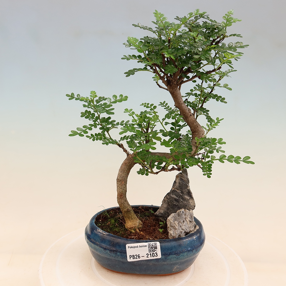 Kamerbonsai - Zantoxylum piperitum - peperboom