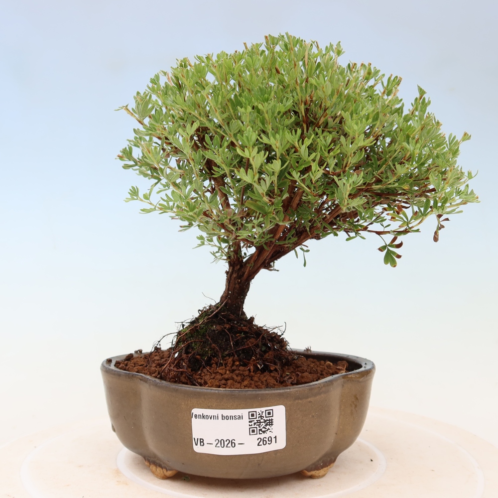 Bonsai voor buiten – Struikpotentilla – Potentilla fruticosa Goldkissen