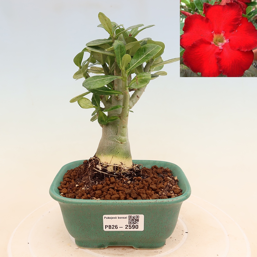 Kamerbonsai - Adenium obesum Red Star - Woestijnroos