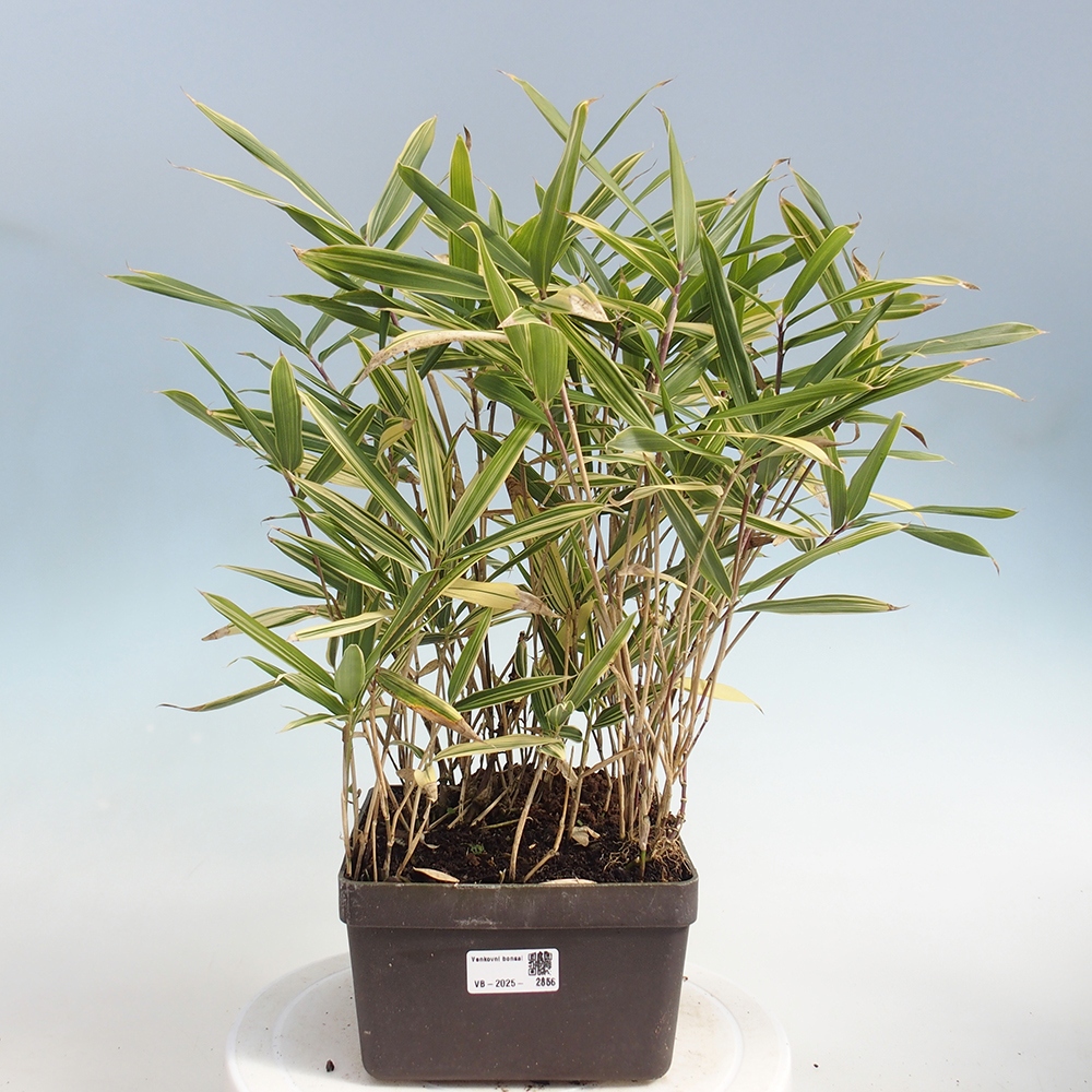 Bonsai voor buiten - Sasaella masamuneana Albostriata - Bamboe
