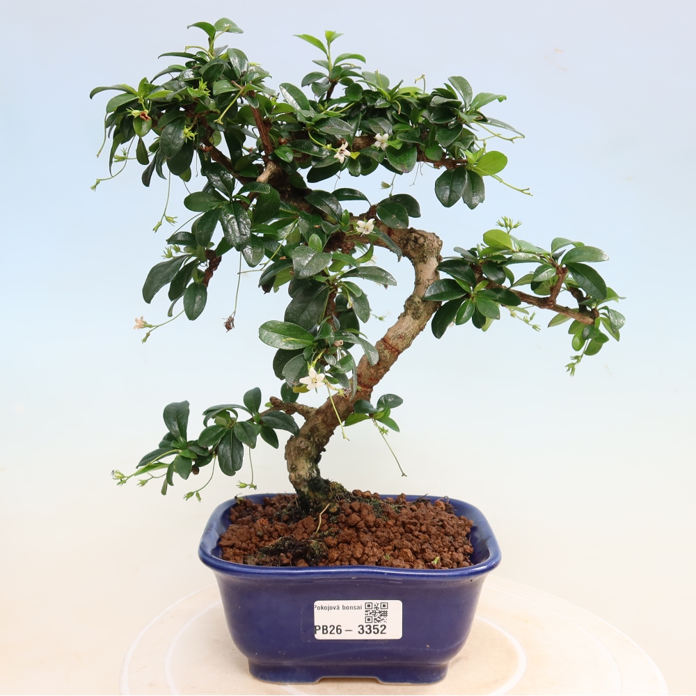 Kamerbonsai - Carmona macrophylla - Thee fuki