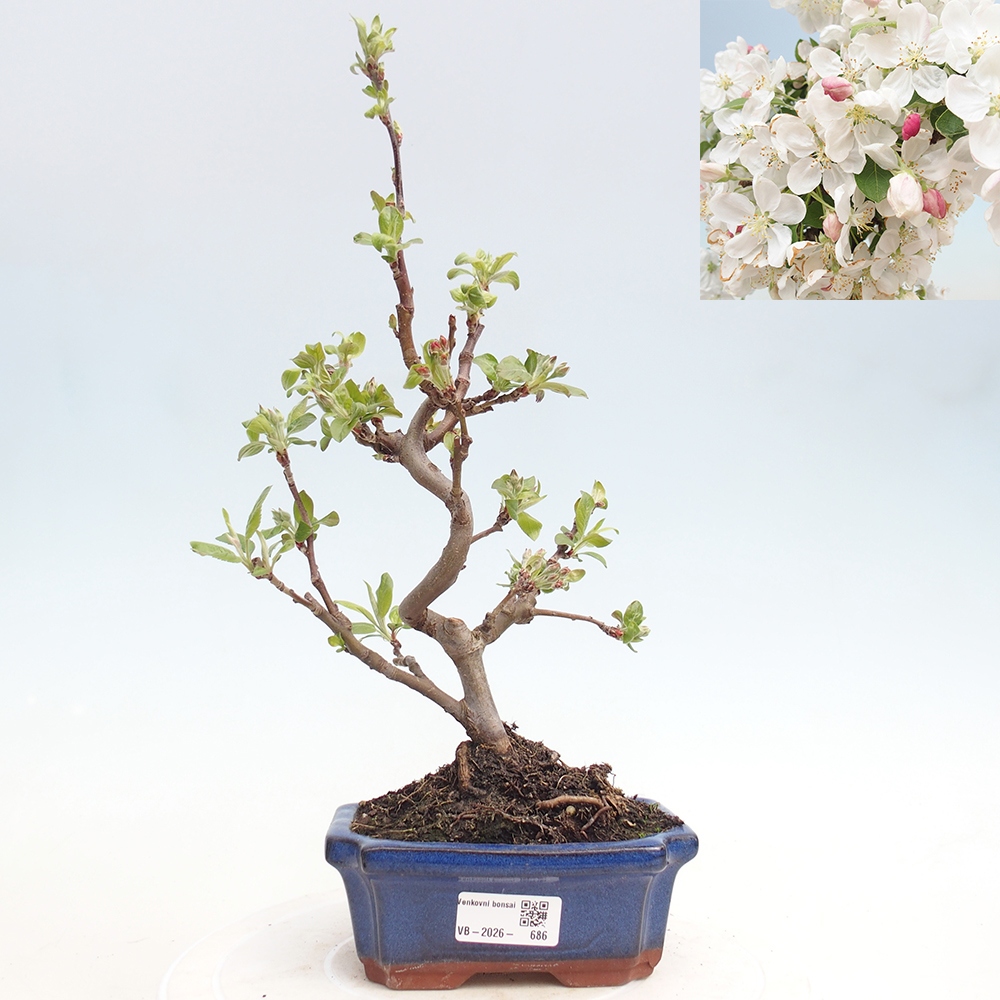 Bonsai voor buiten -Malus halliana - Appelboom met kleine vruchten