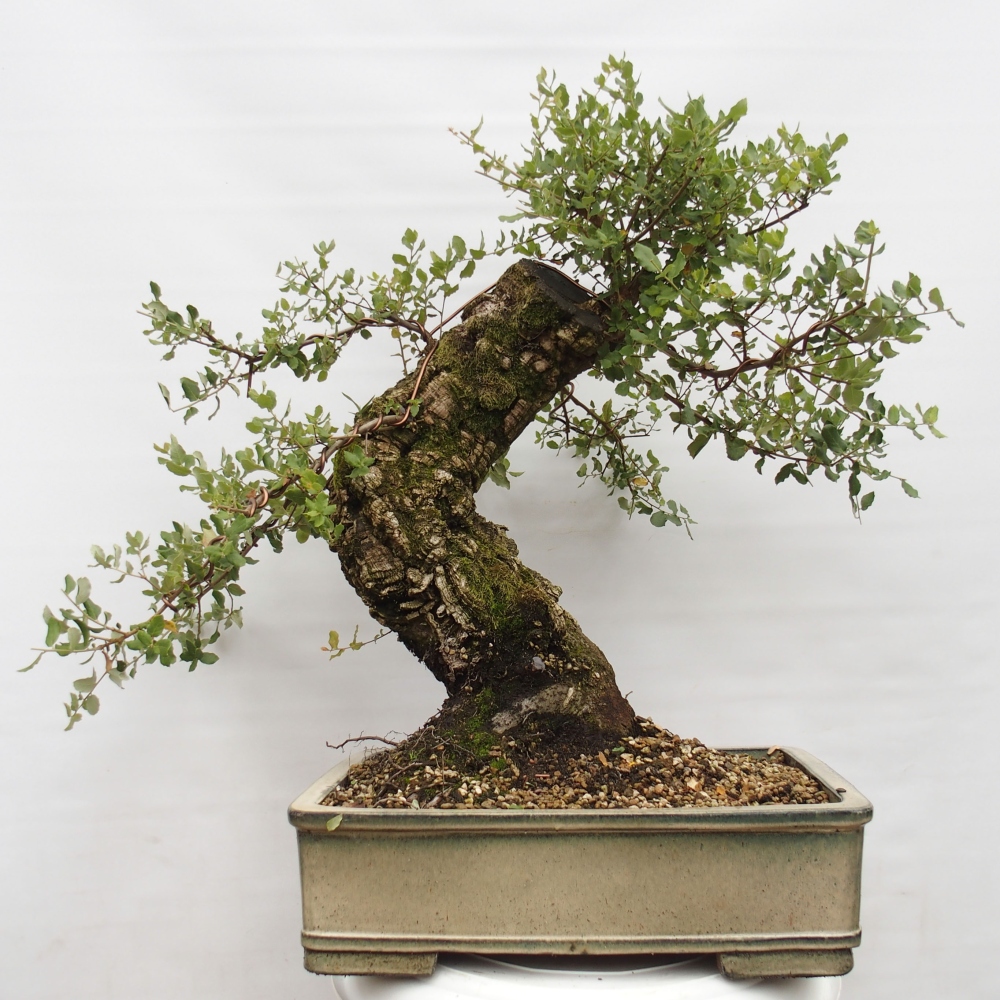 buiten bonsai Quercus suber - kurkeik