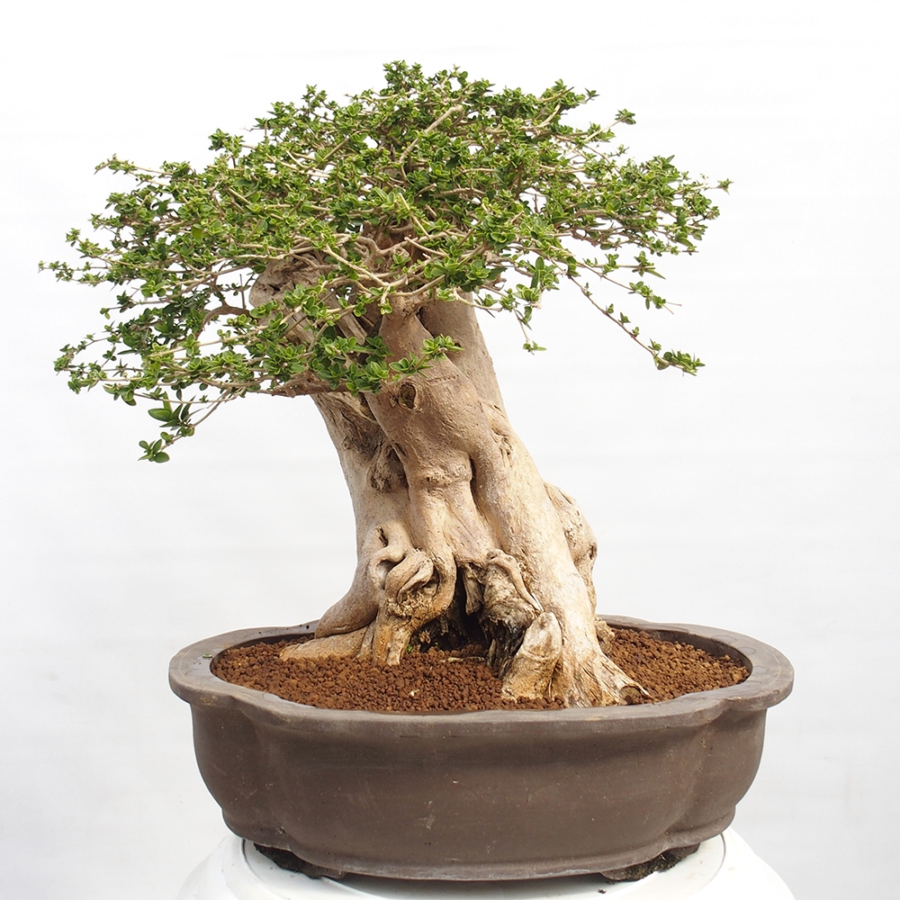 Bonsai voor binnen - Premna serratifolia - Kozlovna malolista