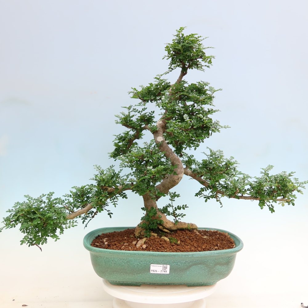 Kamerbonsai - Zantoxylum piperitum - peperboom