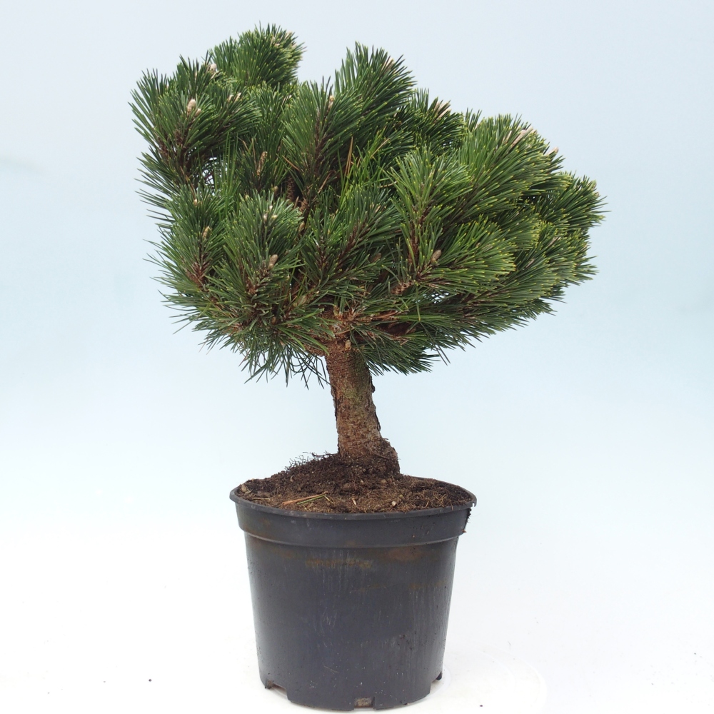 Bonsai voor buiten - Pinus thunbergii senjyumaru - Thunberg den