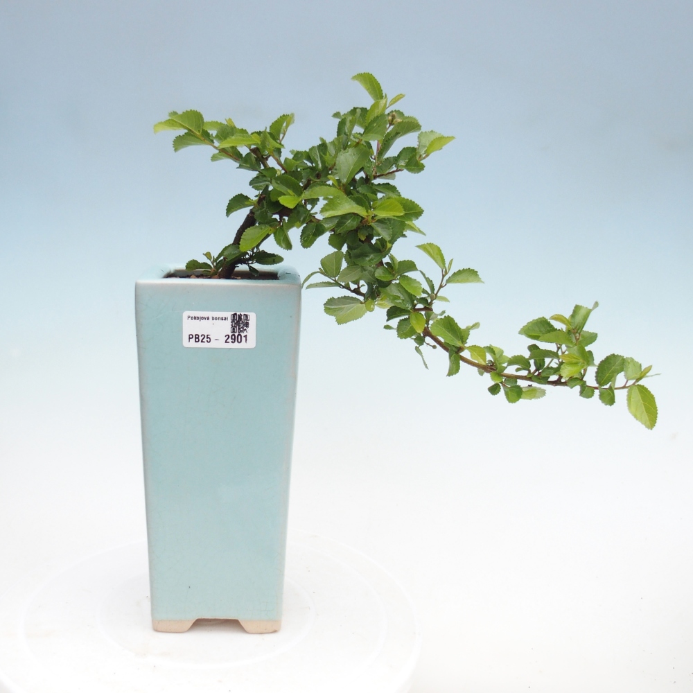 Bonsai - Grewia occidentalis - Lavendel zeester